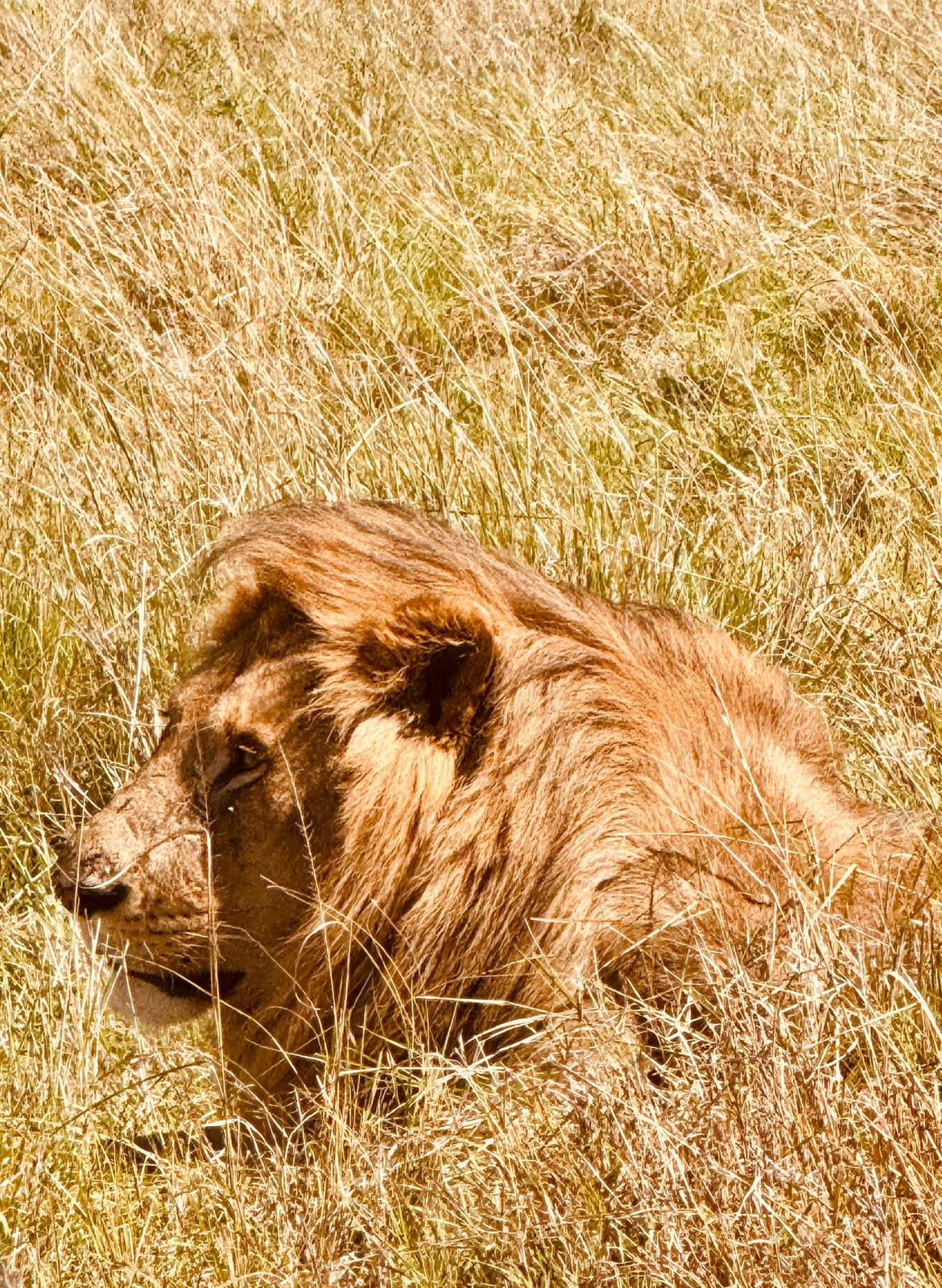 León en el Maasai Mara